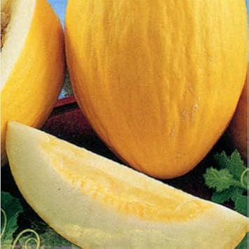 35pcs Yellow Melon Fruit Seeds - Grow Sweet Yellow Melons in Your Yard 100 pcs